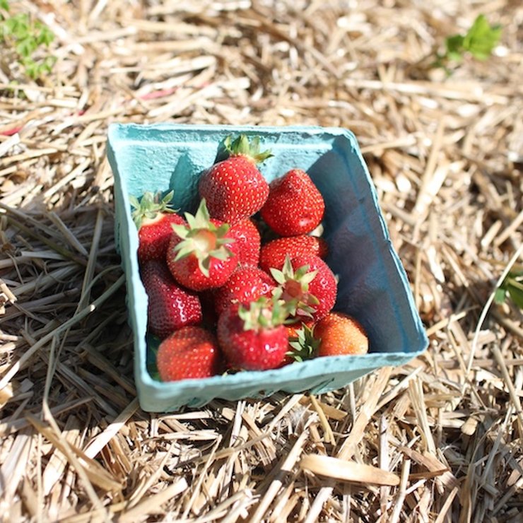 pick your own